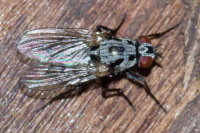Anthomyia cf. procellaris, female  10667