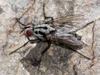 Eustalomyia hilaris, weiblich  10699