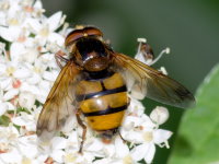 Volucella inanis, male  10700