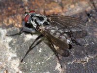 Eustalomyia hilaris, männlich  10709