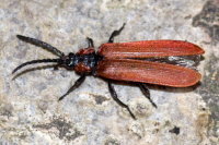 Lygistopterus sanguineus  10781