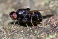 Berkshiria hungarica, weiblich  10809