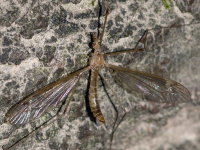 Tipula (Lunatipula) helvola, weiblich  10839