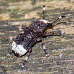 Platystomos albinus, weiblich  10899