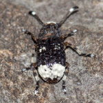 Platystomos albinus, weiblich  10901