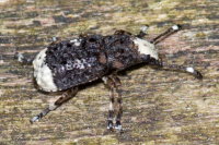 Platystomos albinus, female  10902