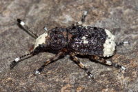 Platystomos albinus, weiblich  10903