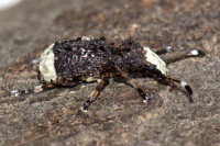 Platystomos albinus, weiblich  10905