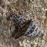 Callopistromyia annulipes, female  10906