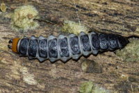 Lygistopterus sanguineus, larva  10914