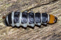Lygistopterus sanguineus, larva  10916