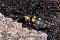 Callilepis nocturna/schuszteri  10925