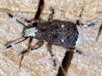 Platystomos albinus, weiblich  10927