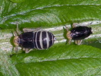 Ditropis pteridis, Weibchen und Männchen  10940