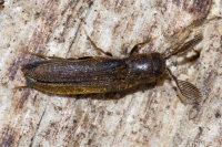 Isorhipis melasoides, male  10947