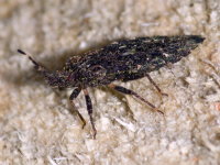 Aradus betulae, female  10957