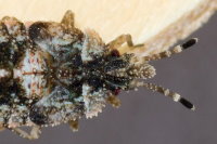 Aradus betulae, larva (L5)  10961