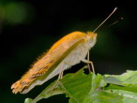 Argynnis paphia, male  10971