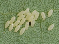 Chrysomela tremula, eggs  11022