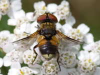 Ectophasia crassipennis/oblonga, weiblich  11023