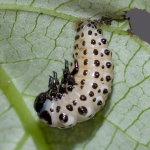 Chrysomela tremula, larva (L3)  11030