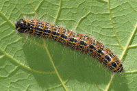 Phalera bucephala, caterpillar  11045