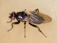 Crumomyia sp.