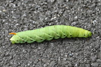 Agrius convolvuli, caterpillar  11174