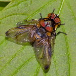 Phasia hemiptera, mating  11247