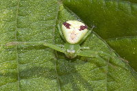 Ebrechtella tricuspidata