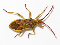 Gonocerus juniperi