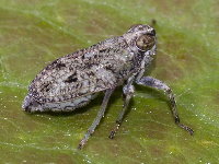 Issus coleoptratus  11271