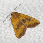 Atethmia centrago