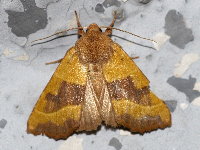 Atethmia centrago  11343__24CHM05785o