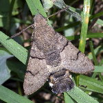 Macroglossum stellatarum  11344__24CHU05795o