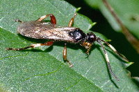 Cratichneumon cf. flavifrons  11350__24CHA05862x