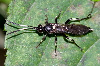 Coelichneumon cf. deliratorius  11357__24CHA05926o