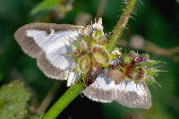 Cydalima perspectalis  11363__24CHS05605o