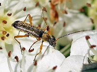 Grammoptera ustulata  11364__JH-SH47