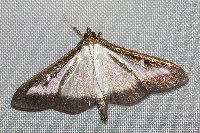 Cydalima perspectalis  11375__24CHM06314o