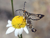 Pyropteron triannuliformis  11377__DE-SH51