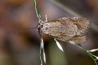 Diurnia lipsiella