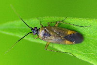 Plagiognathus arbustorum  11410__12_CHU07675o
