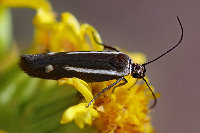 Scythris knochella  11412__PV-SH76