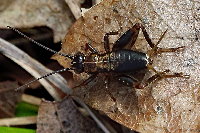 Nemobius sylvestris  11416__MF-SH80