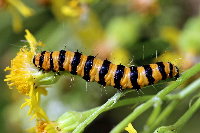 Tyria jacobaeae  11419__PV-SH82