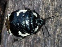 Tritomegas bicolor  11458