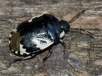 Tritomegas bicolor  11459