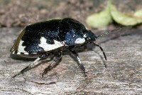Tritomegas bicolor  11460