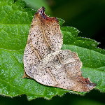 Laspeyria flexula  11473